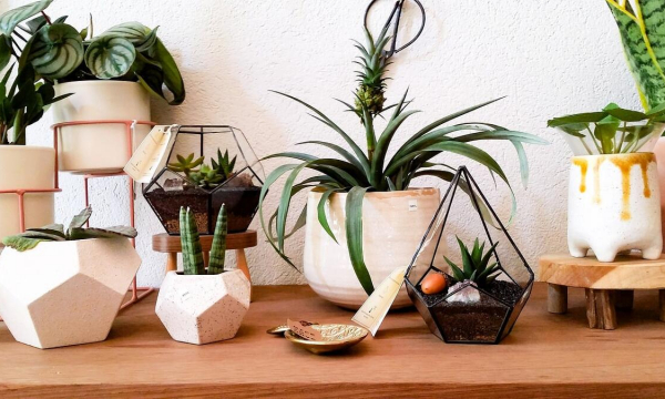 Домашние цветы, которые крадут женское счастье