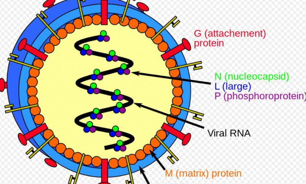 Планете угрожает новый смертельный вирус – Нипах