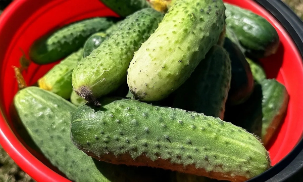 Пять лучших сортов огурцов для посадки в 2026: сажайте только их — урожай будет рекордным